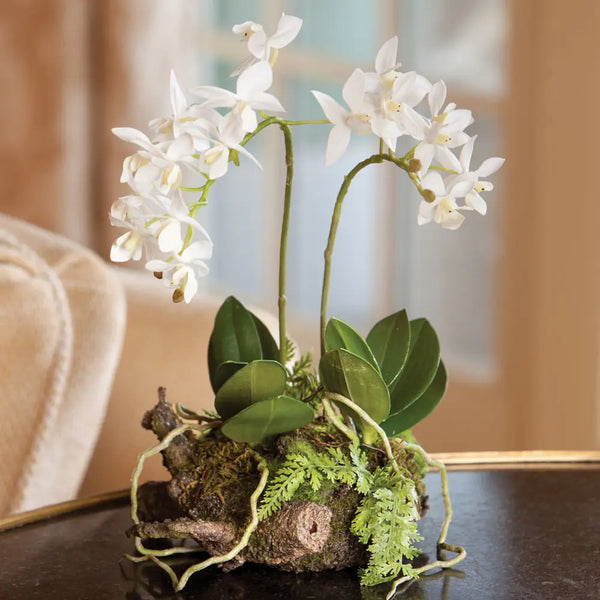 Mini Dendrobium Permanent Drop-in Orchid with Rustic Top (11.5")