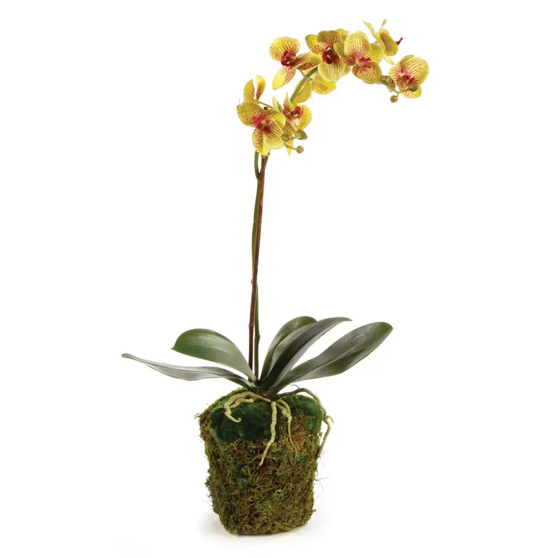 Phalaenopsis Permanent Orchid Drop-in (26")