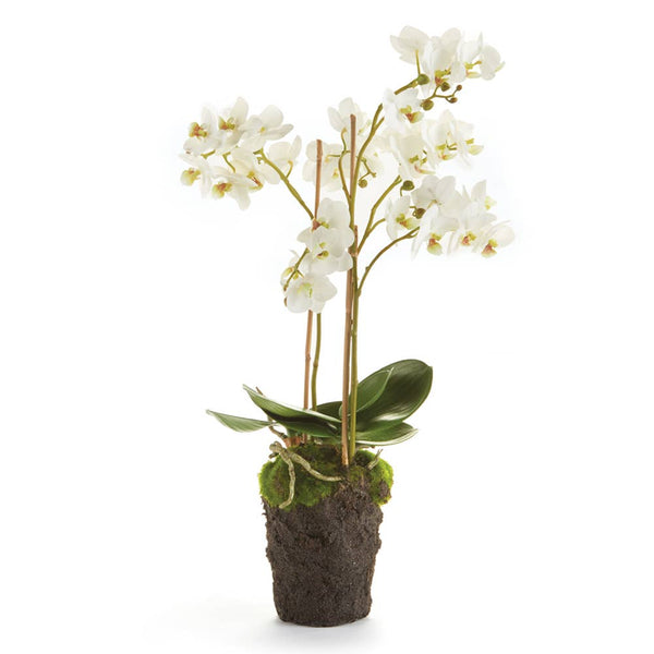 Phalaenopsis Permanent Drop In Orchid (20")